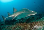 Browmouth Guitarfish