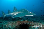 Browmouth Guitarfish