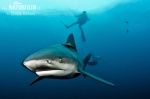 Bull shark