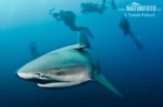 Bull shark