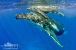 Cá voi lưng gù