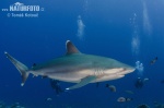 Carcharhinus albimarginatus