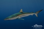 Carcharhinus falciformis