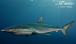 Carcharhinus falciformis