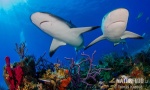 Caribbean reef shark