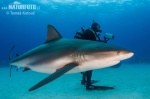 Caribbean reef shark