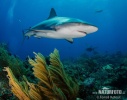 Caribbean reef shark