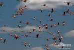 Chilean Flamingo