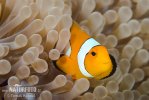 Clownfish