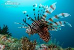 Common lionfish