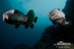 Common porcupinefish