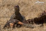 Dragão-de-komodo