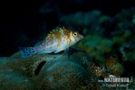 Dwarf hawkfish