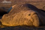 Elefante marino del Sud