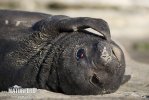 Elefante marino del Sud