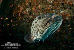 Epinephelus tukula