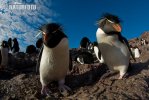 Eudipte crestato, Pinguino saltatore