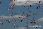 Flamingo-chileno