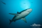 Galapagos Shark