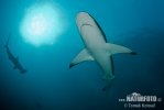 Galapagos Shark