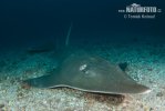 Giant guitarfish