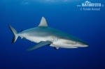 Grey reef shark