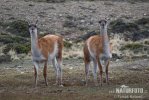 Guanaco