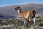 Guanaco