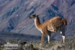 Guanaco