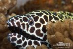 Honeycomb Moray