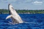 Humpback whale