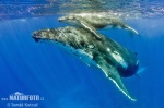 Humpback whale