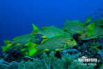 Indian Ocean Oriental Sweetlips