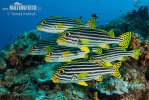 Indian Ocean Oriental Sweetlips