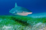 Karayip resif köpekbalığı