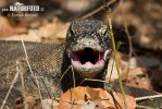 Komodo Dragon Komodo Island Monitor