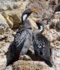 Kormoran czerwononogi