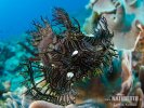 Lacy scorpionfish