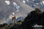 Lama guanicoe