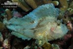 Leaf Scorpionfish