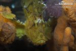 Leaf Scorpionfish