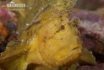 Leaf Scorpionfish