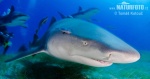 Lemon shark