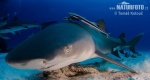 Lemon shark