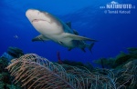 Lemon shark