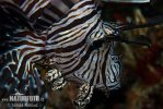 Lionfish