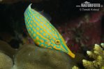 Longnose filefish