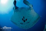 Manta birostris