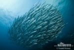 Mexican Barracuda