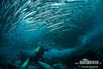 Mexican Barracuda